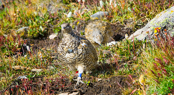 Ptarmigan with Chick-4847-1