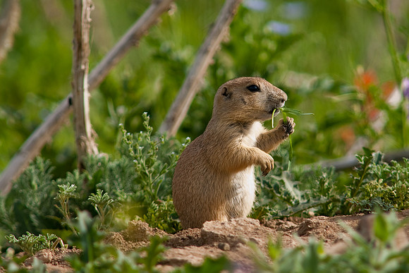 Prarie Dog-9867