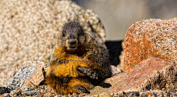 Baby Marmot-3761-2
