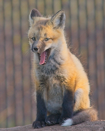 Fox Kits-6318_Export
