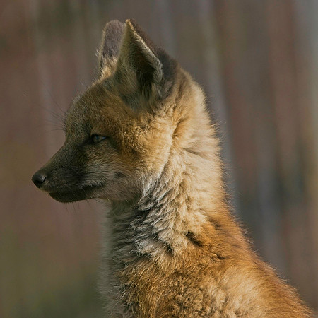 Fox Kits-8544