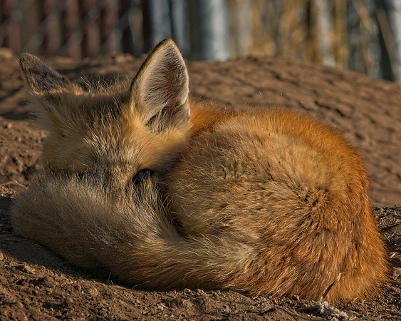 Fox Kit-7315_Export