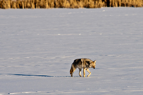 Coyote-8055.jpg