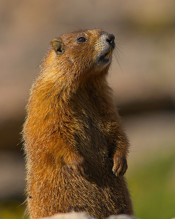 MT EVANS 7-23 (448)