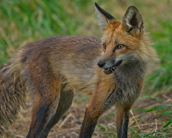 Fox Kits-0234_Export