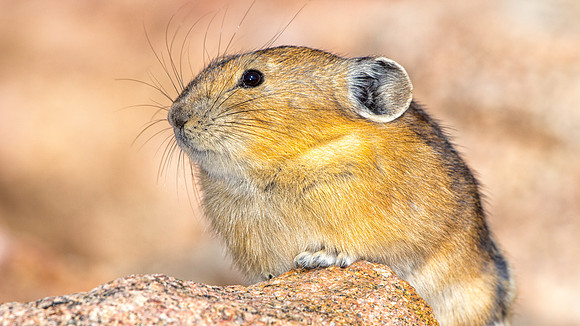 Pika-4126-