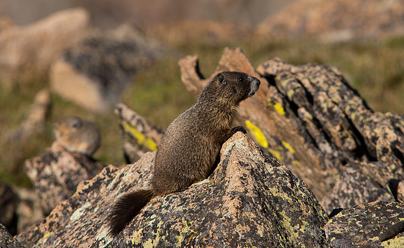 Baby Marmot + Pika in BG-8436