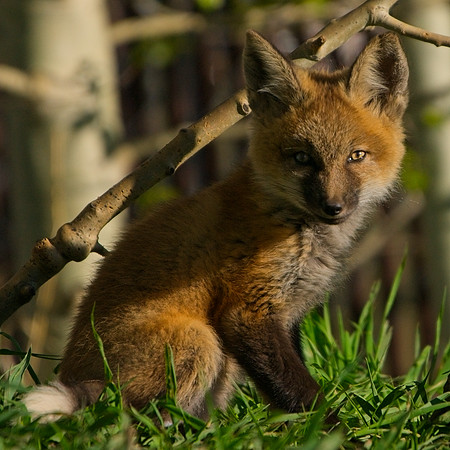 Fox Kit-7228_Export