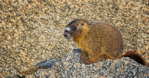 Marmot Baby-9118-1