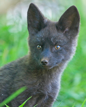 Fox Kits-0113