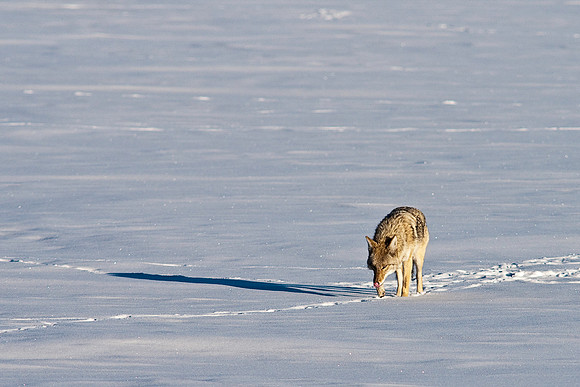 Coyote-8454.jpg