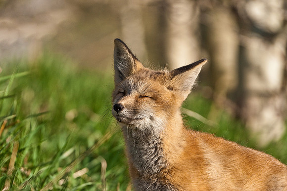 Fox Kit-4655