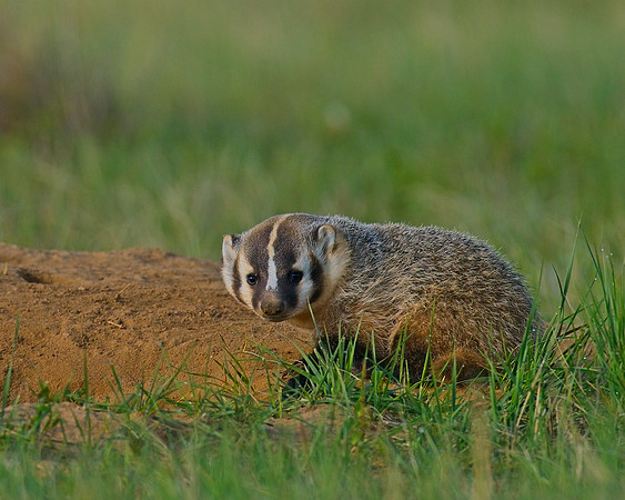 Badger-00063