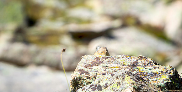 Pika Watching-4737-1