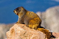 Marmots