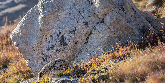 Ptarmigan-04316