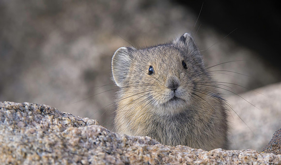 Pika-Juvenile-2087-2