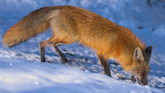 Fox-05573