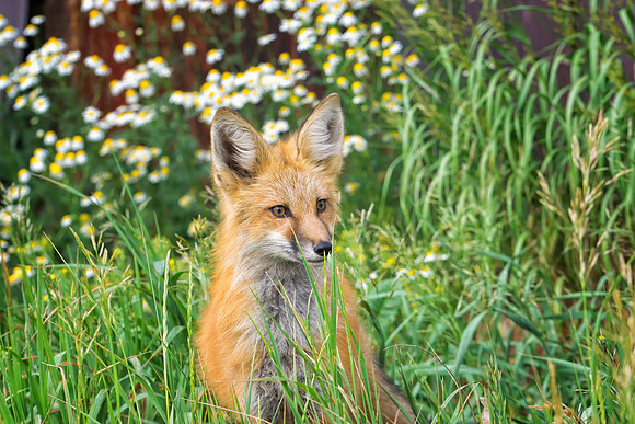 Red Fox-6800-1