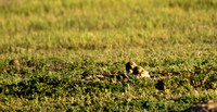 Burrowing Owl Chicks-2915