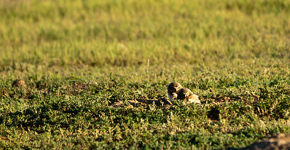 Burrowing Owl Chicks-2915