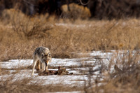 Coyote
