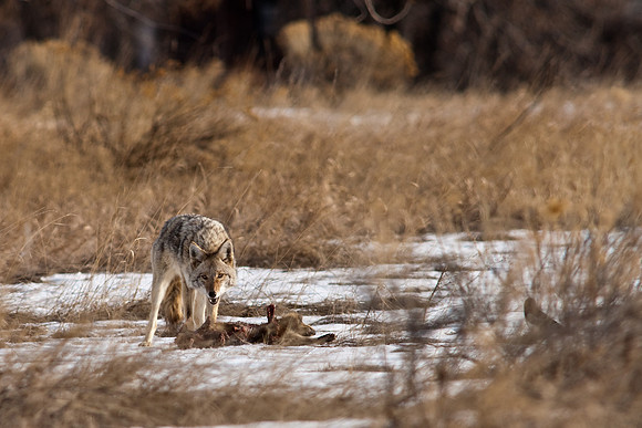 Coyote-9627.jpg