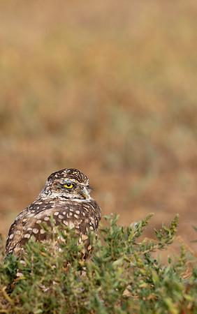 Burrowing Owl-0081