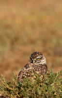 Burrowing Owl-0107