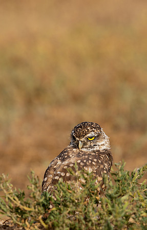 Burrowing Owl-0107