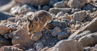 Pika-04466