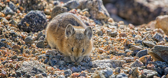 Pika Gathering-2397-1