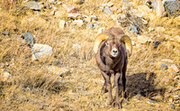 Bighorn Sheep