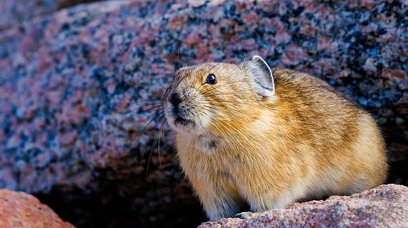 Pika-5525