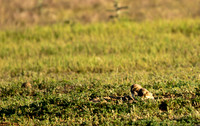 Burrowing Owl Chicks-2910