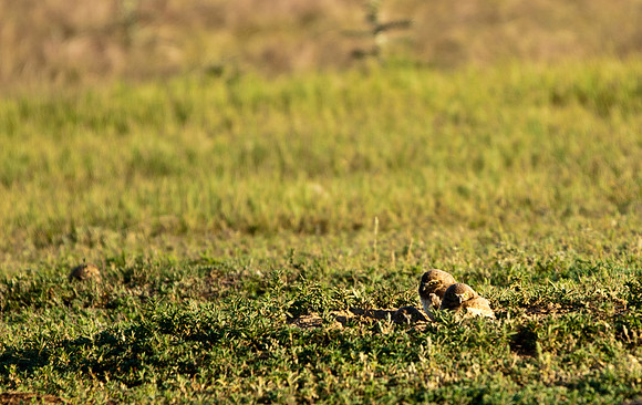Burrowing Owl Chicks-2910