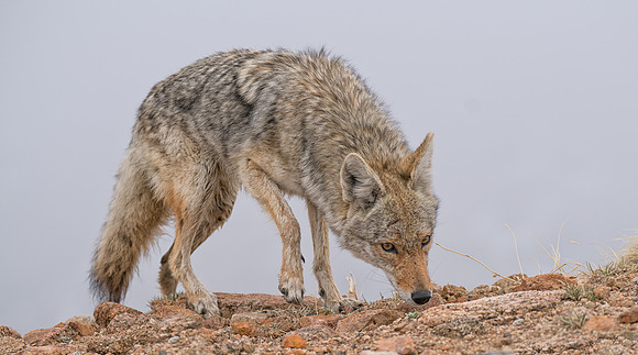 Coyote-09080