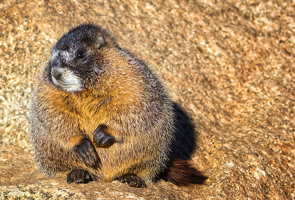 Baby Marmot-9781-
