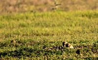Burrowing Owl Chicks-2922