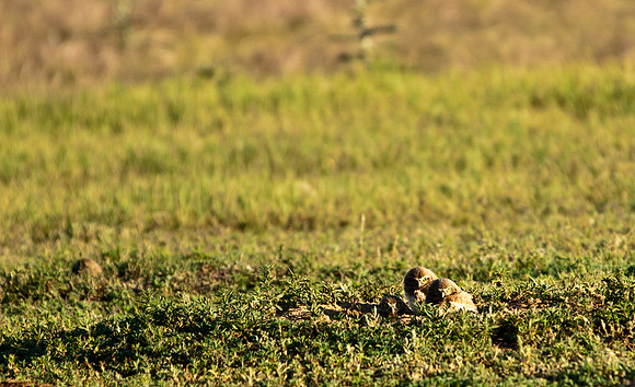 Burrowing Owl Chicks-2922
