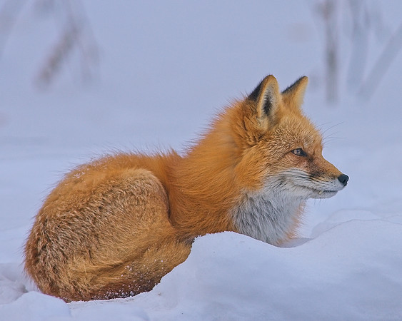 Fox-7338