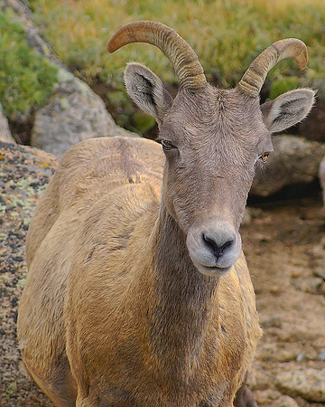 bighorn002