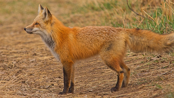 DSC02373ca