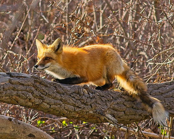 DSC03953