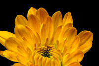 Floral Macro-06225