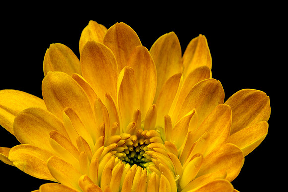 Floral Macro-06225