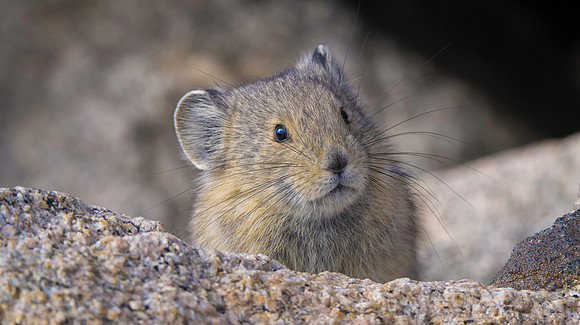 Pika-Juvenile-2112-2