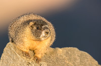 Pika-02859