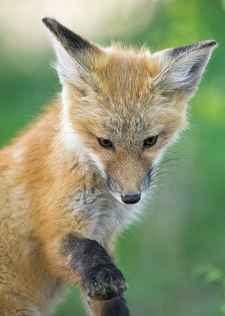 Fox Kit-01269