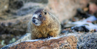 Marmot Baby in Snow-0446-1